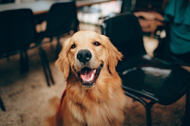 10 Ways to Make Your Dog Comfortable at Home